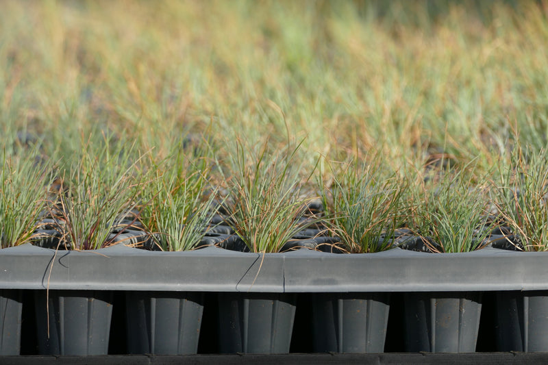 All You Need to Know About Plugs Satinflower Nurseries