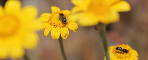 A Summer of Learning: Reflections from a Pollinator Internship