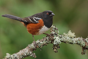 Weekly with Daly: Winter  Backyard Birds