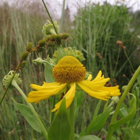 Wet Meadow