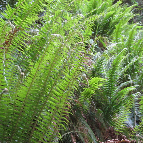 Ferns