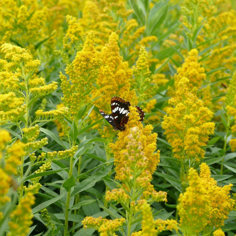 Pollinator Favourites