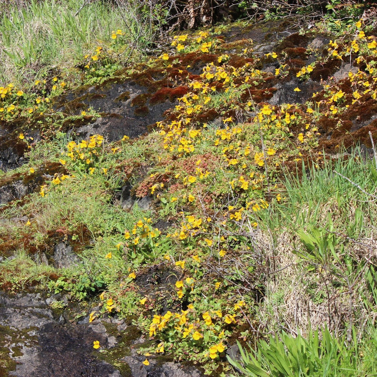ナトルさん Erythranthe guttata (Yellow Monkey-flower)