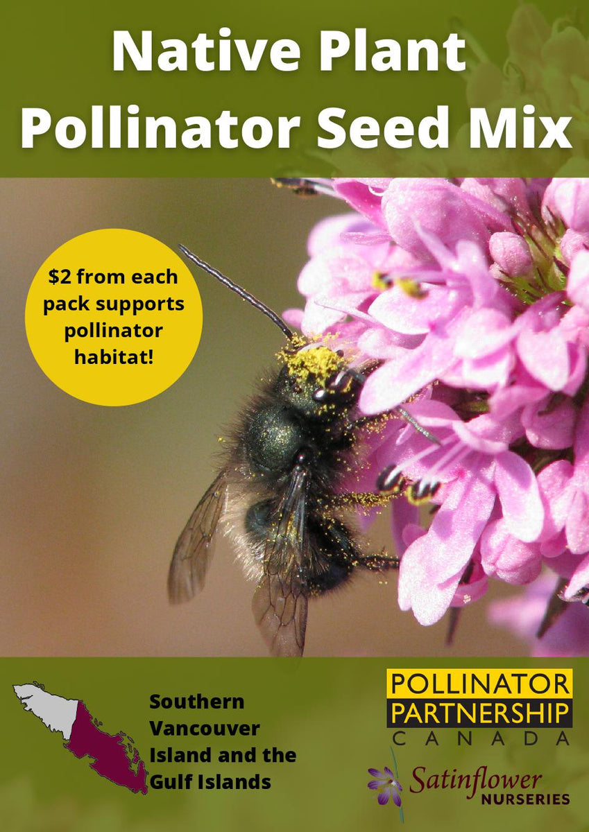 Native Plant Pollinator Seed Mix Limited Qty Satinflower Nurseries
