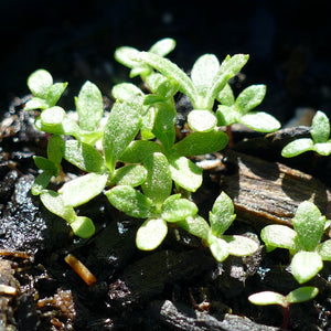 Artemisia suksdorfii Cotyledon