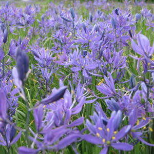 Camassia quamash ssp. maxima (Common Camas)