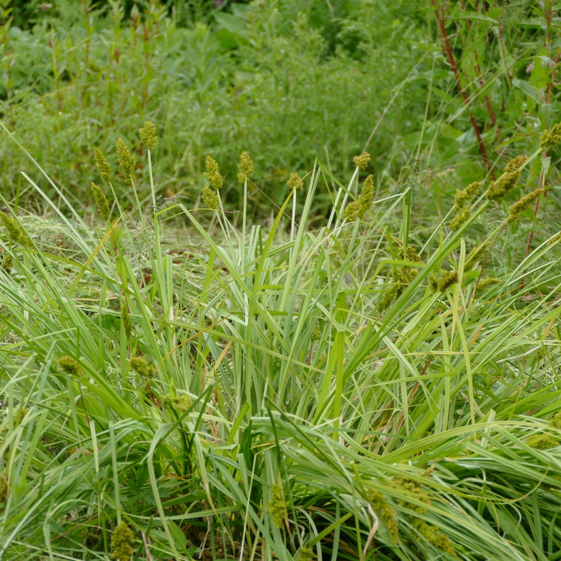 Carexstipata1_Custom_1200x1200