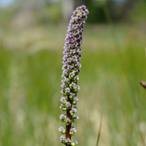 Triglochin maritima (Seaside Arrowgrass)