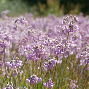 Allium cernuum (Nodding Onion)