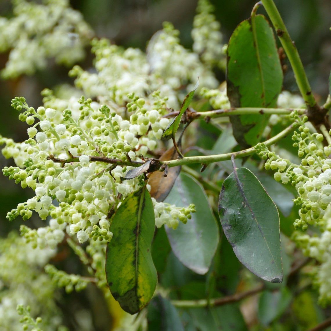 Arbutus menziesii (Arbutus) Satinflower Nurseries