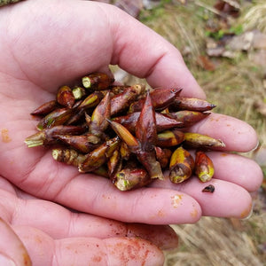 These are the buds of the Black Cottonwood that have a sticky resin and a fragrant scent.