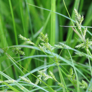 Carex leptopoda (Slender-foot Sedge)