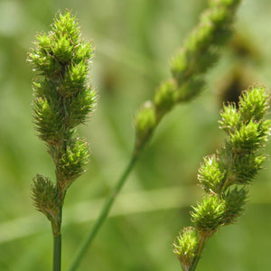 Carex feta (Green-sheathed Sedge)