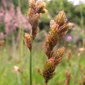 Carex ovalis (Hare Sedge)