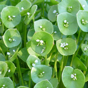 Claytonia perfoliata and C. parviflora (Miner's Lettuce; blend)