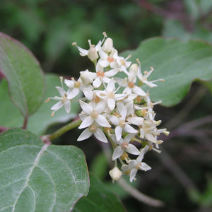 Cornus sericea ssp. sericea (Red-osier Dogwood)