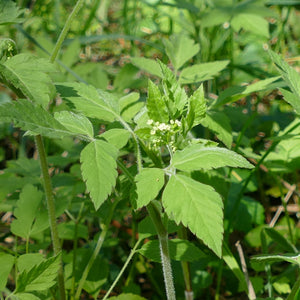 Osmorhiza berteroi (Mountain Sweet-cicely)