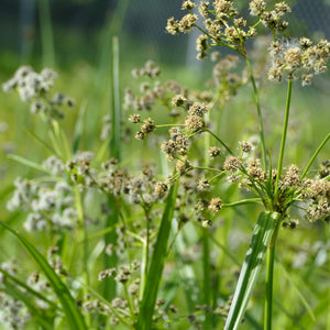 Small-flowered Bulrush (Scirpus microcarpus)