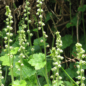 Tellima grandiflora (Fringecup)