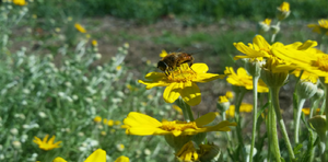 Inviting Pollinators to Your Garden