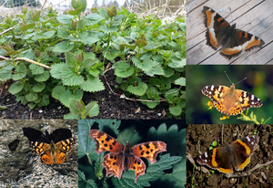 Attracting Butterflies to Your Garden