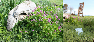 Native Pollinator Gardens at the Shaw Centre for the Salish Sea