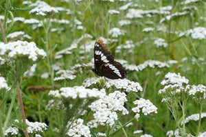 MeadowMakers News Feature: Yarrow, Nodding Onions, and Slimstem Reedgrass
