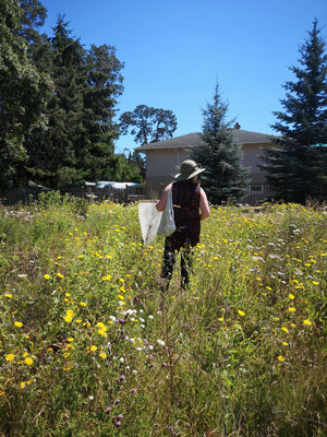 Lochside Pollinator Meadow