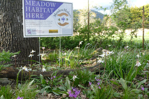 MeadowMakers News Feature: Fight biodiversity loss in Canada, partner with your pollinators!