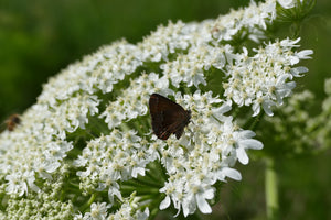 Weekly with Daly: Mistaken Identity, Cow Parsnip