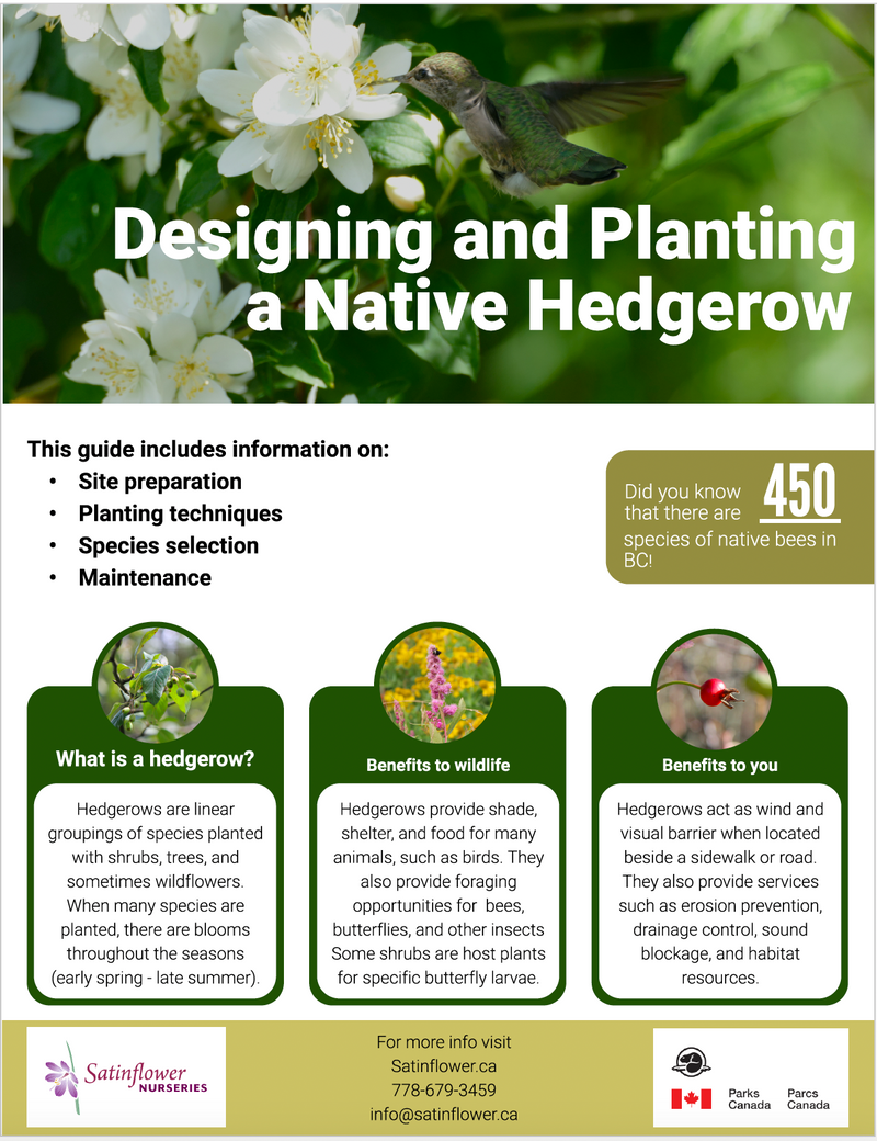 Designing and Planting a Native Hedgerow – Satinflower Nurseries