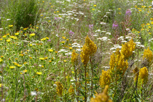 Late Summer Meadows