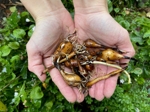 We've got bulbs! Great Camas bare bulbs available now