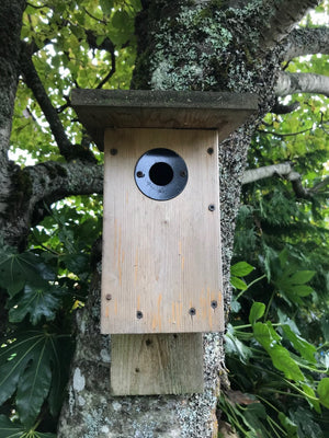 Weekly with Daly: Nestbox Design & Maintenance
