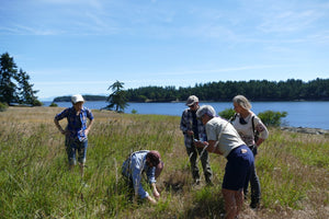 Meadow Restoration within Drumbeg Provincial Park, Gabriola Island