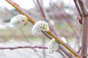 Weekly with Daly: Winter Buds