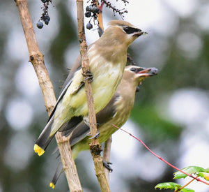 The Weekly with Daly: Cedar Waxwings