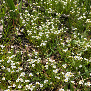 Plagiobothrys scouleri (Scouler's Popcornflower)