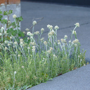 Antennaria howellii (Howell's Pussytoes)