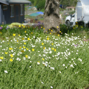 Cerastium arvense (Field Chickweed)