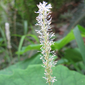 Achlys triphylla  (Vanilla Leaf)