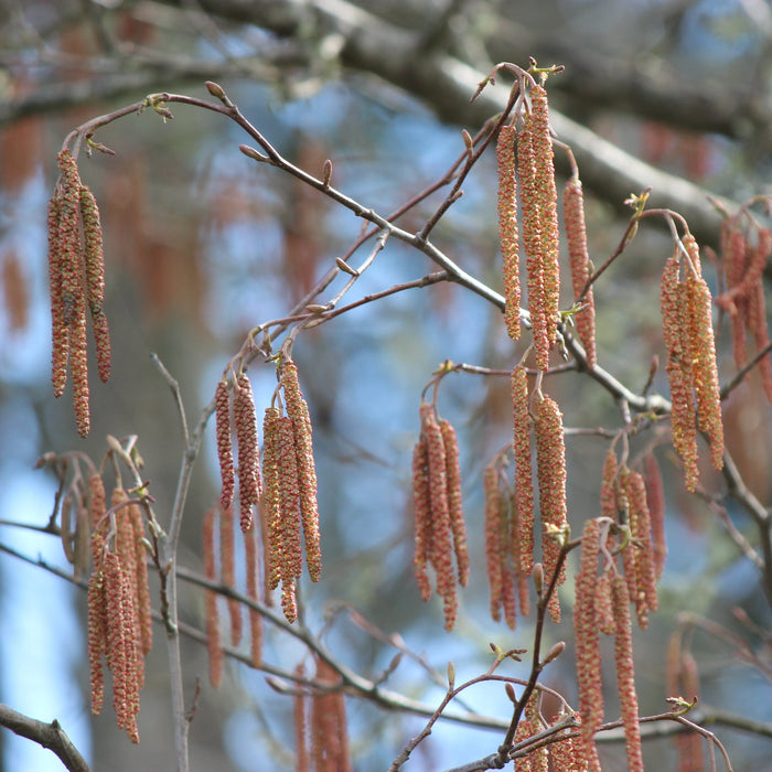 Alnus rubra (Red Alder)