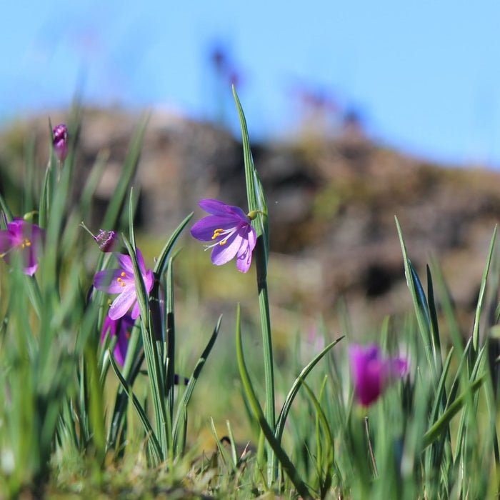 Olsynium douglasii (Satinflower)