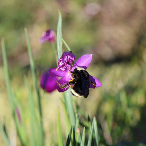 Olsynium douglasii (Satinflower)