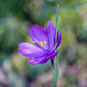 Olsynium douglasii (Satinflower)