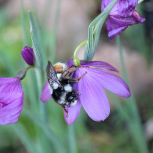 Olsynium douglasii (Satinflower)