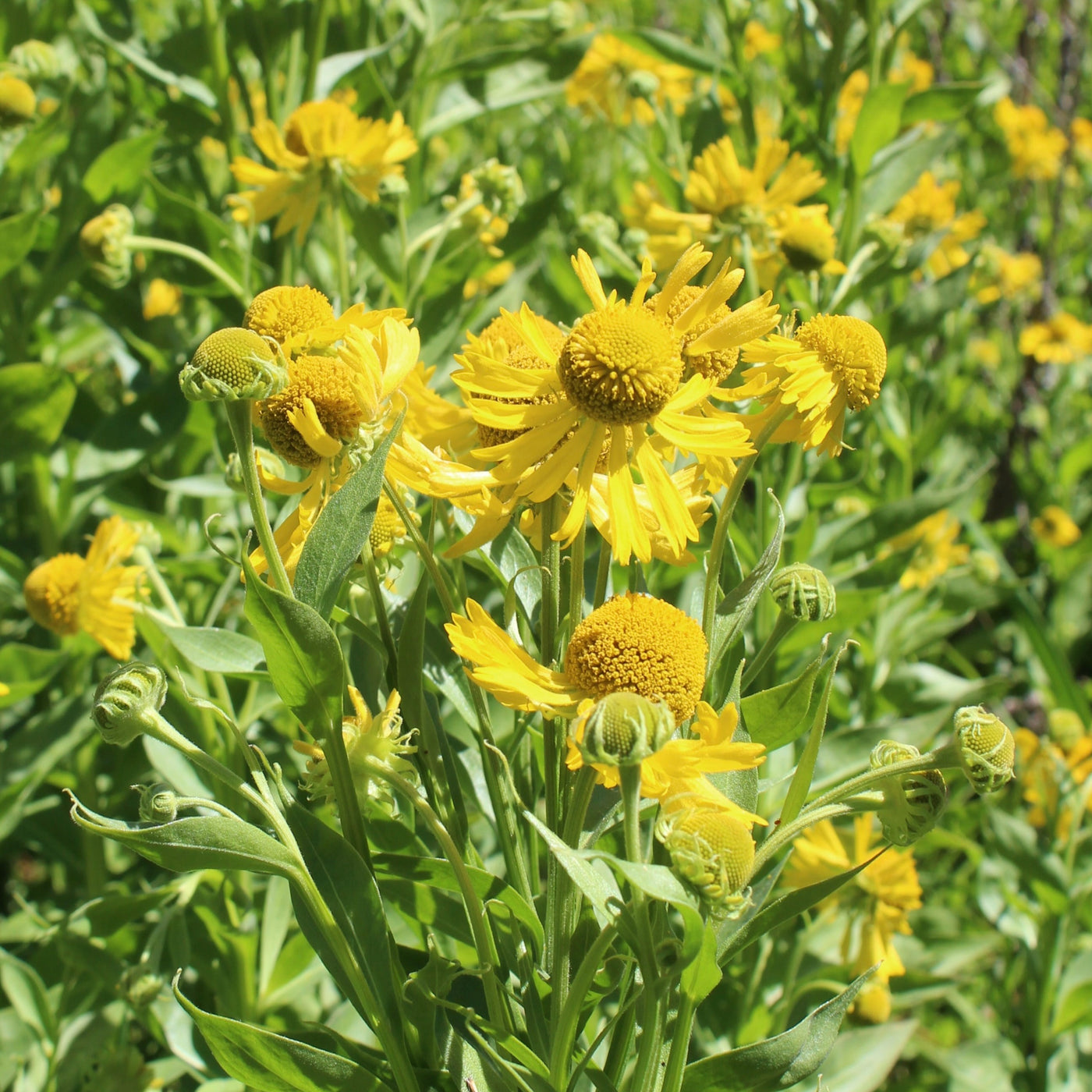 Helenium autumnale (Mountain Sneezeweed) – Satinflower Nurseries