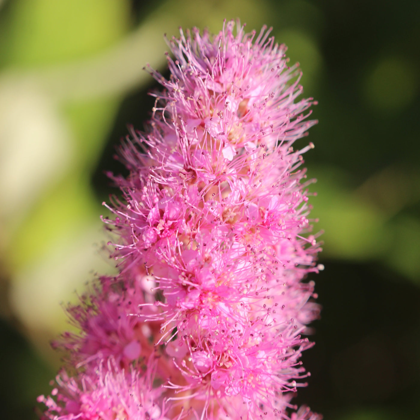 Spiraea douglasii (Hardhack) – Satinflower Nurseries