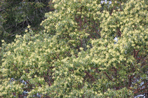 Arbutus menziesii (Arbutus)