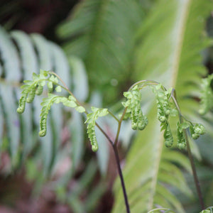 Adiantum aleuticum var. aleuticum (Western Maiden-hair Fern)